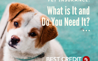 Pet Insurance: What Is It, and Do You Need It?