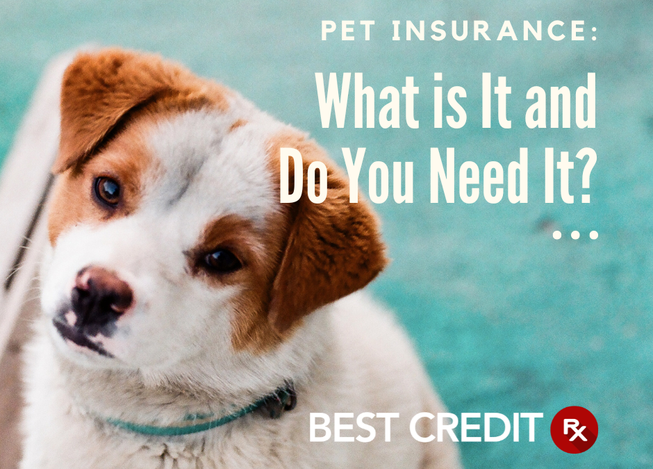 Pet Insurance: What Is It, and Do You Need It?